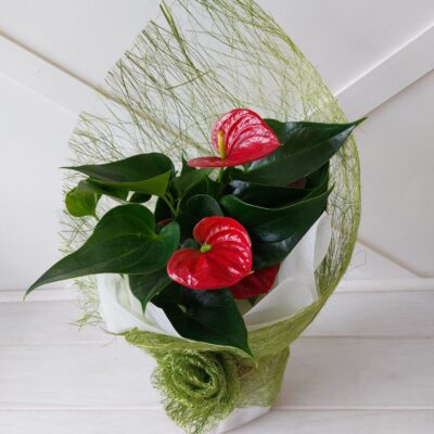 Flowering plant in wrap